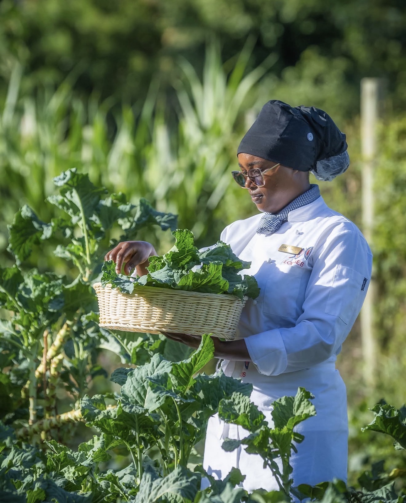 Chef picking greens in the lodge kitchen garden