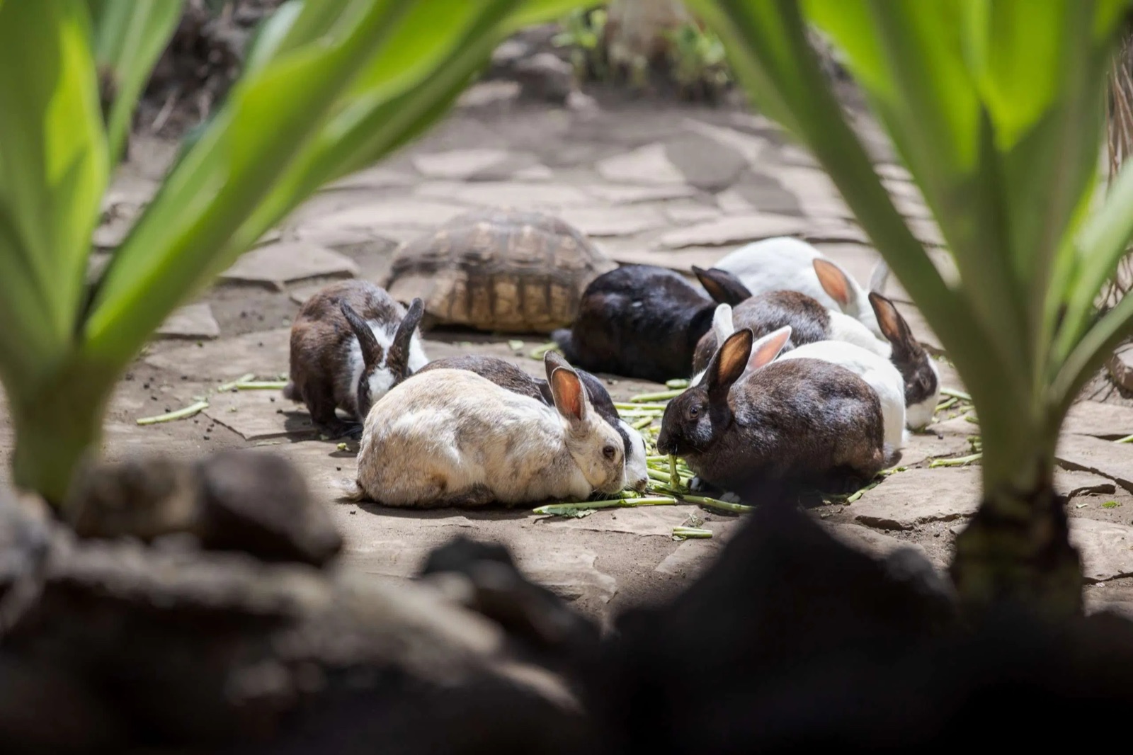 Rabbits and a tortoise in the lodge garden