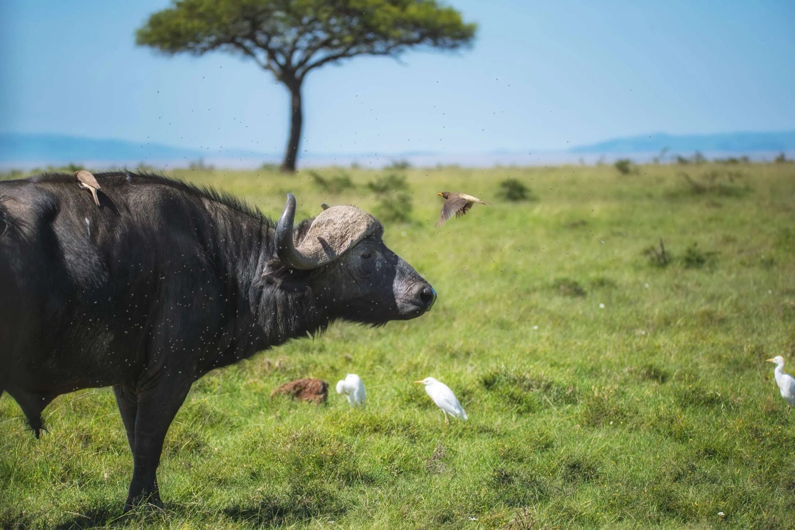 Cape buffalo on the plains beneath a lone acacia