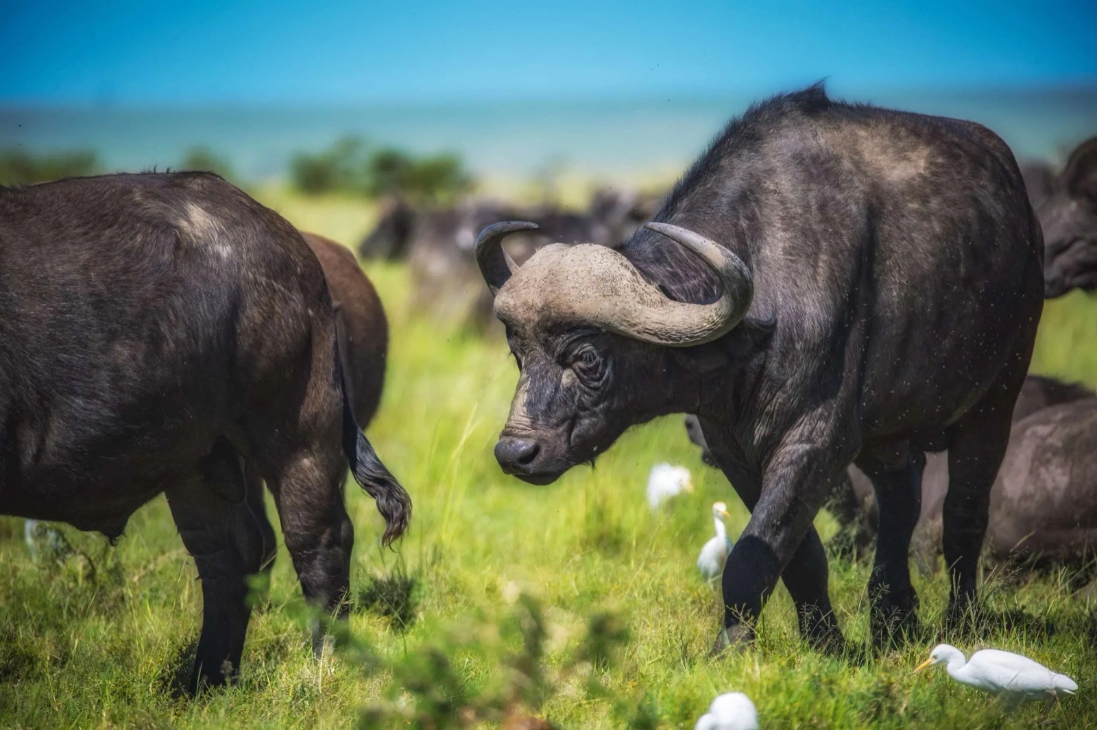 Cape buffalo facing the camera on open grassland