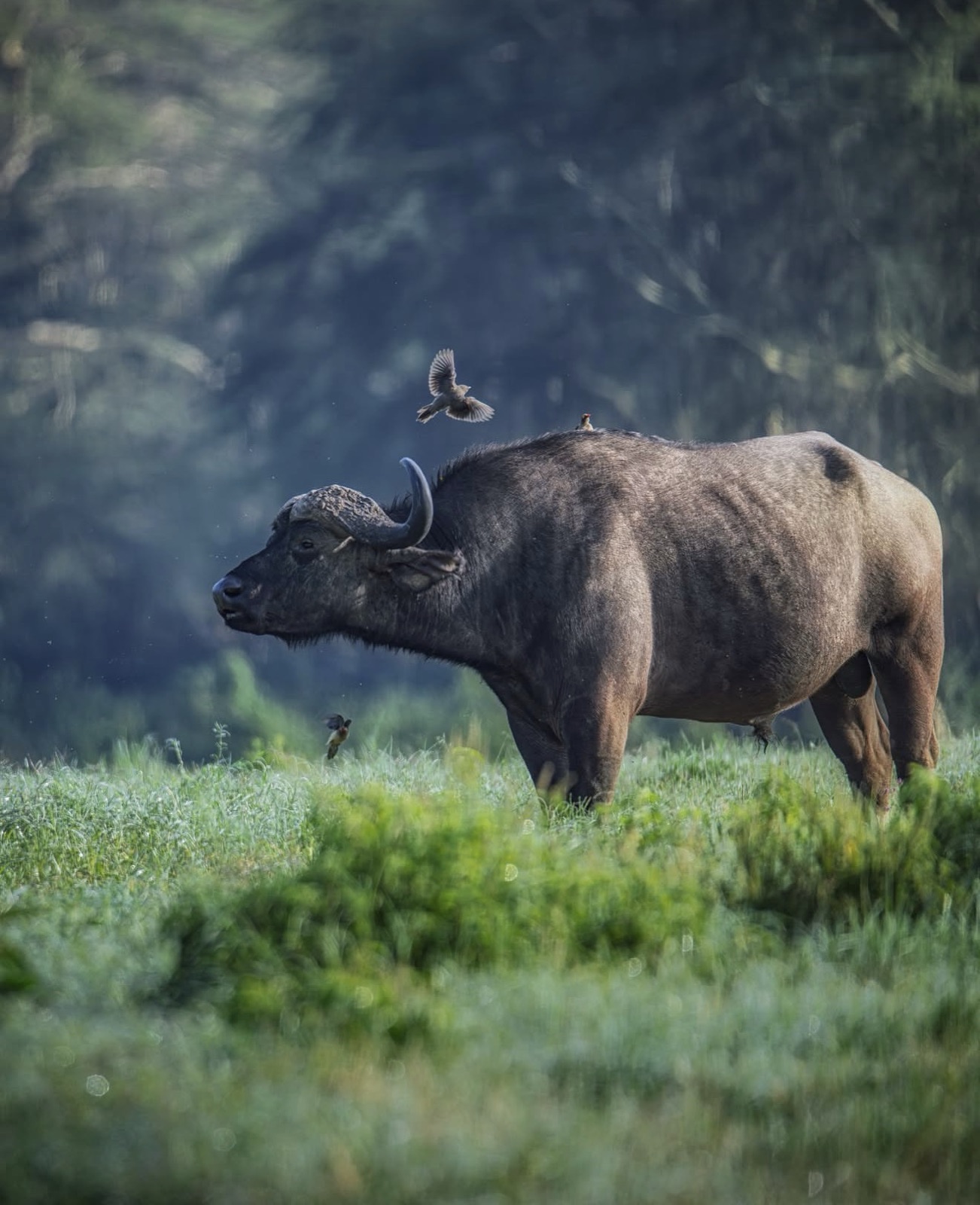 Cape buffalo with an oxpecker on its back
