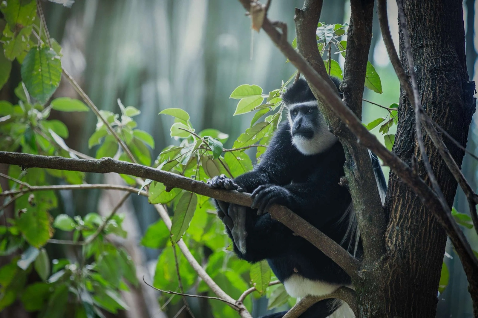 Black-and-white colobus monkey in the forest canopy