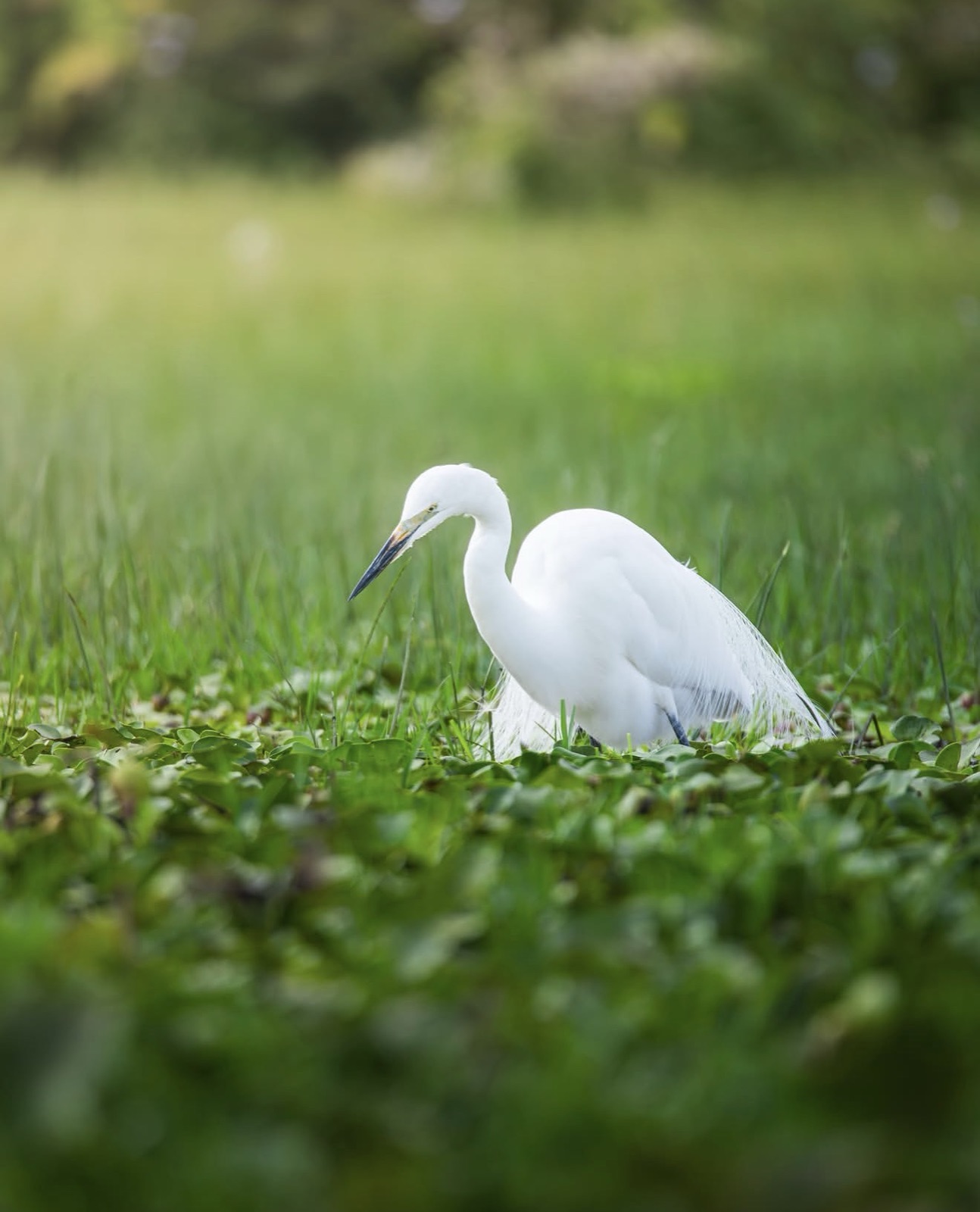 Egret wading through green grass
